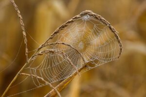 ポートフォリオを活用したWeb制作で在宅転職を成功させる方法は？