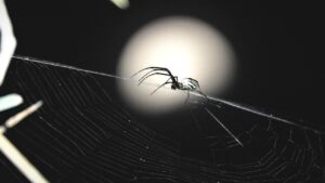 転職エージェントのweb面談は本当に効果的？メリットと注意点を解説！